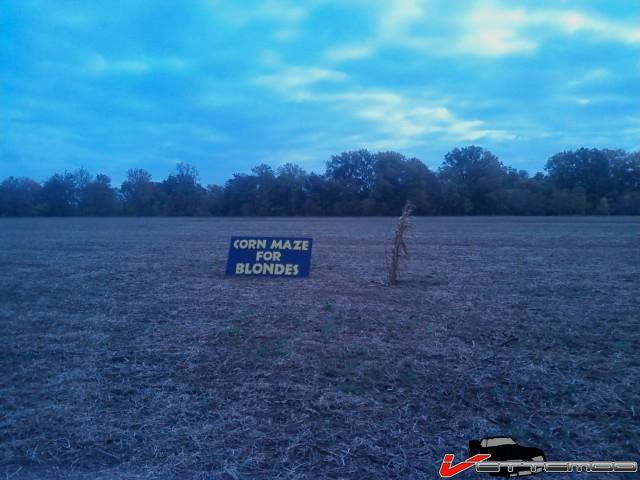 corn maze.jpg